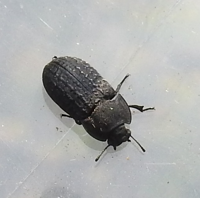 Opatrum sabulosum - sároshátú gyászbogár
