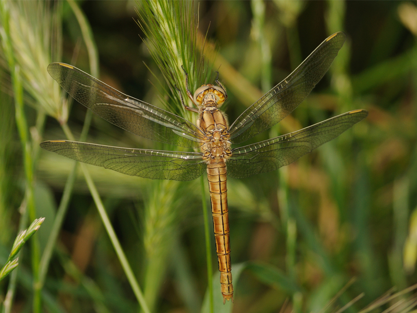 Orthetrum brunneum - pataki pásztorszitakötő