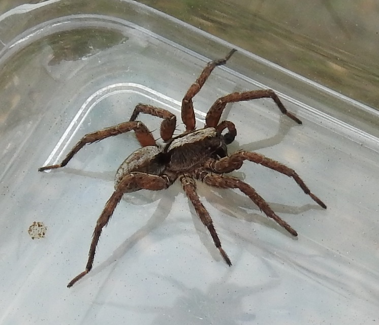 Alopecosa sulzeri