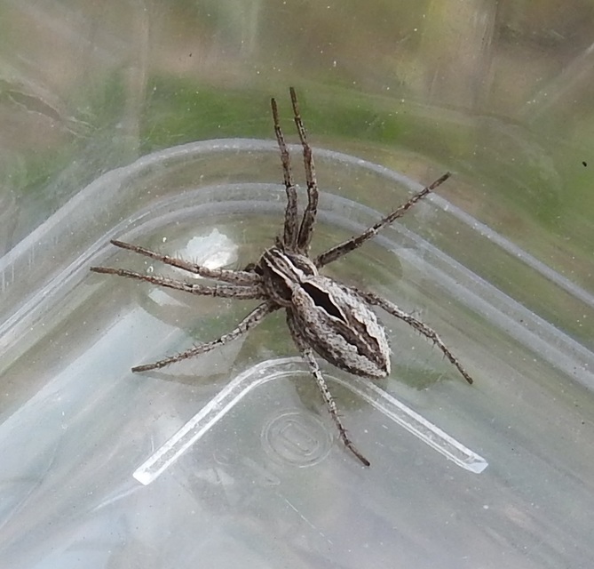 Thanatus formicinus - bársonysávos karolópók