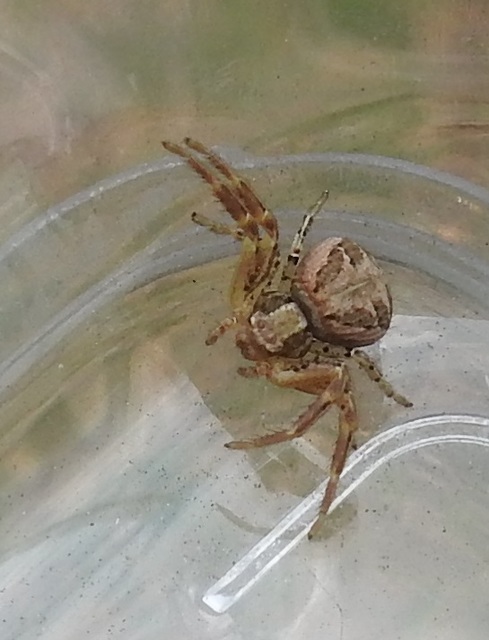 Xysticus kochi/cristatus