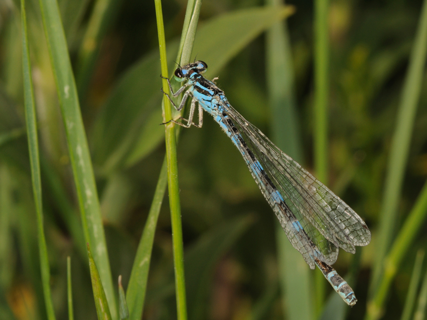 Coenagrion ornatum - díszes légivadász