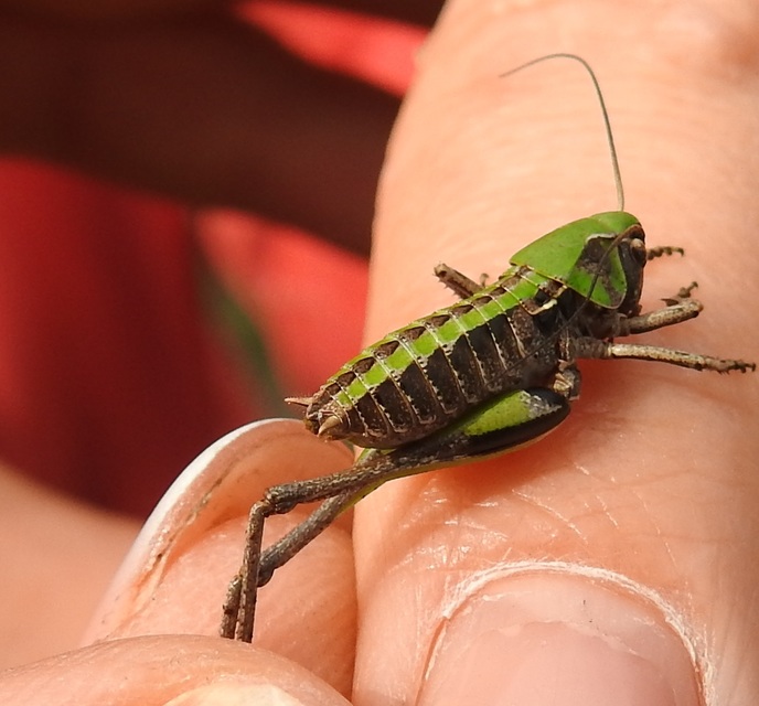 Decticus verrucivorus - szemölcsevő szöcske