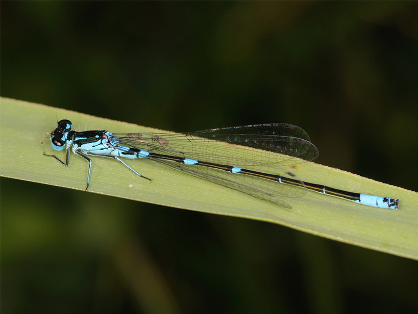Coenagrion pulchellum - karcsú légivadász