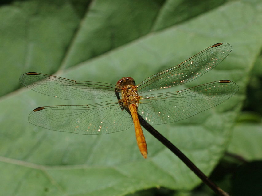 Sympetrum meridionale - fakó katona-szitakötő