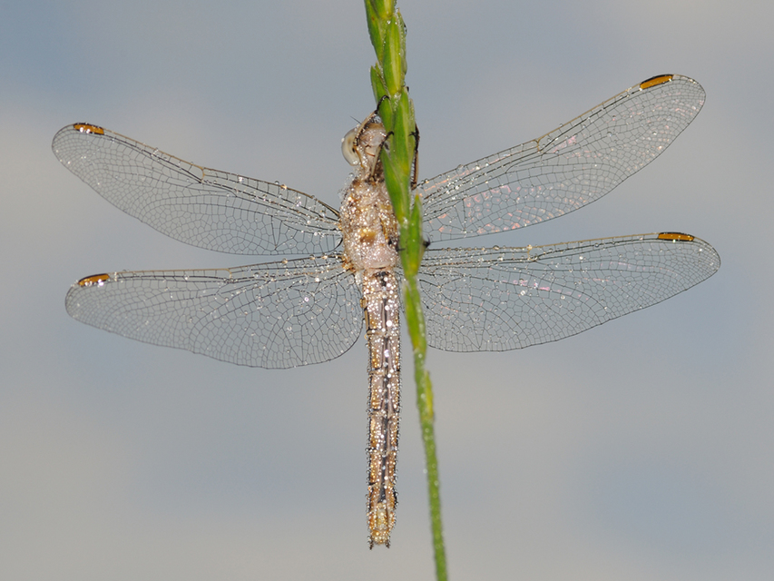 Orthetrum brunneum - pataki pásztorszitakötő