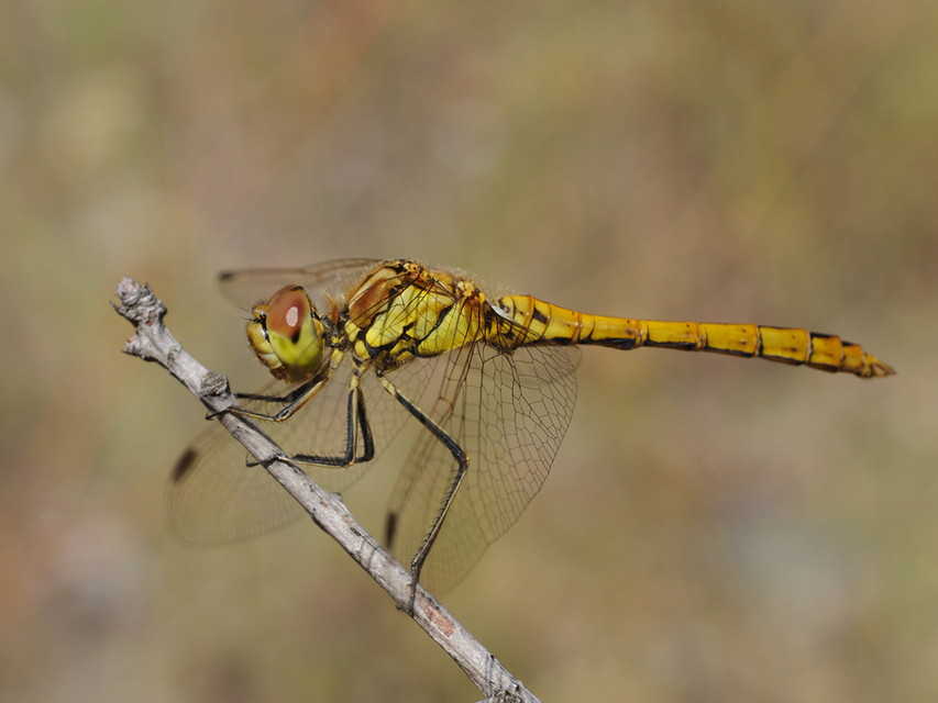 Sympetrum vulgatum - barkós katona-szitakötő