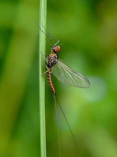Ephemeroptera - Kérészek