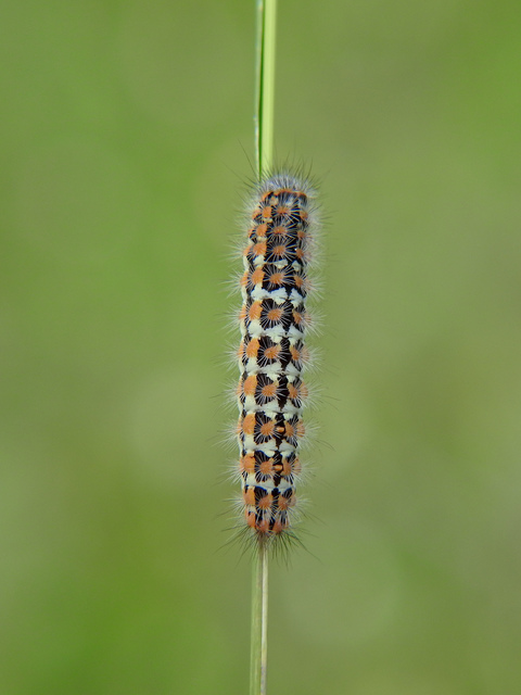 Pentophera morio - réti gyapjaslepke