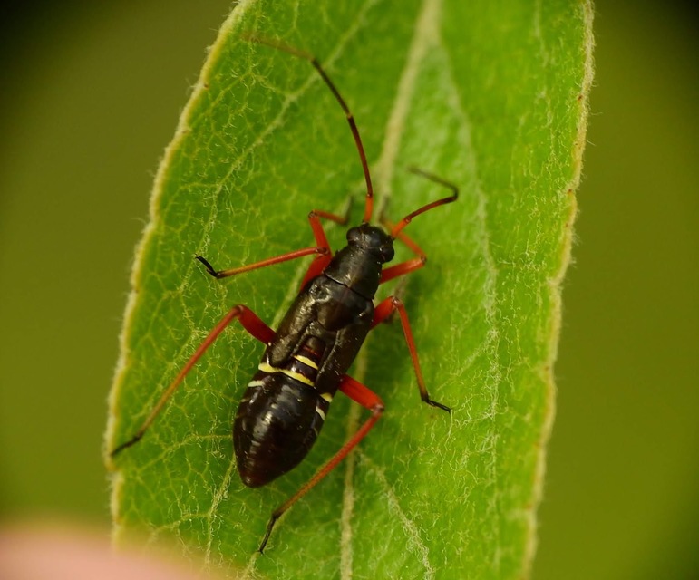 Miris striatus - sávos mezeipoloska