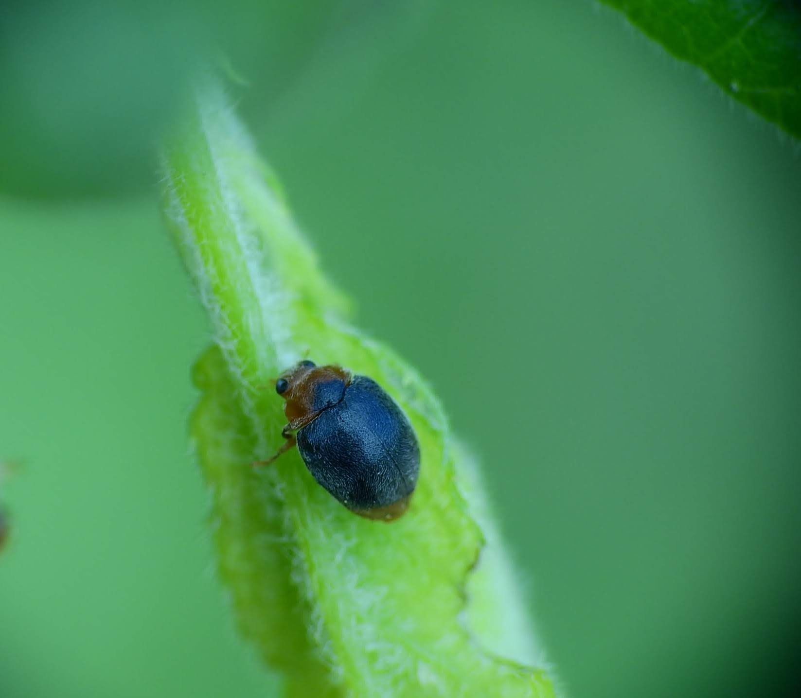 Scymnus ferrugatus - csúcsfoltos bödice