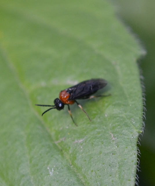 Tenthredinidae - valódi levéldarazsak