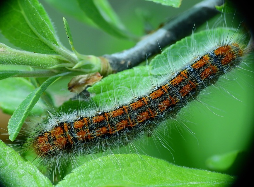 Trichiura crataegi - galagonyaszövő