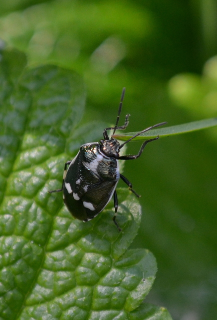 Eurydema oleracea - paréjpoloska Eurydema oleracea - paréjpoloska