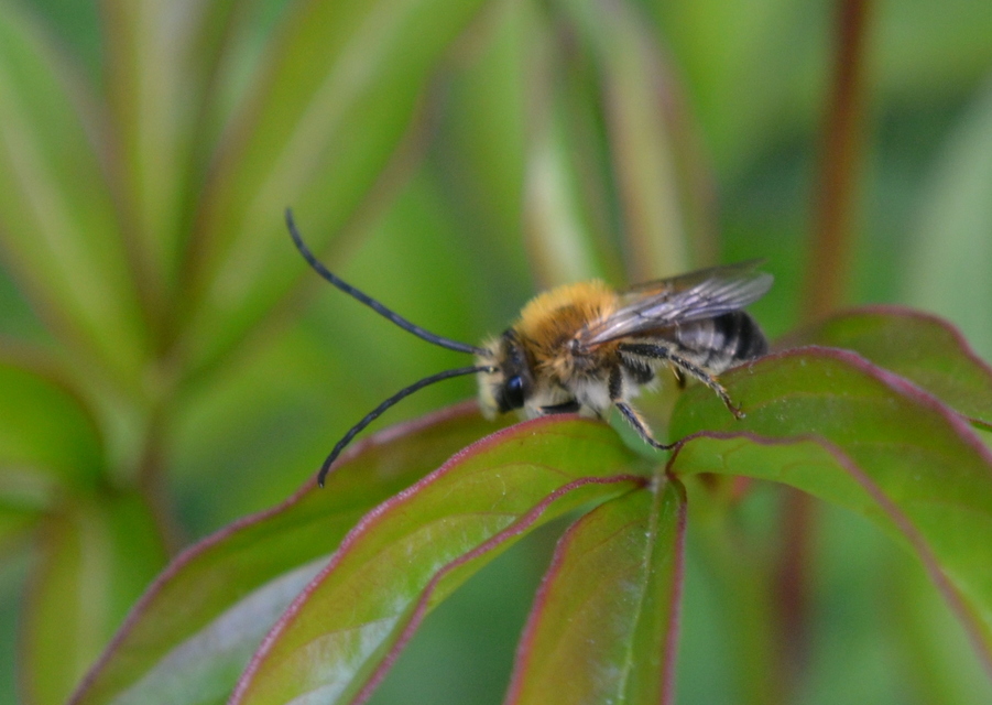 Eucera