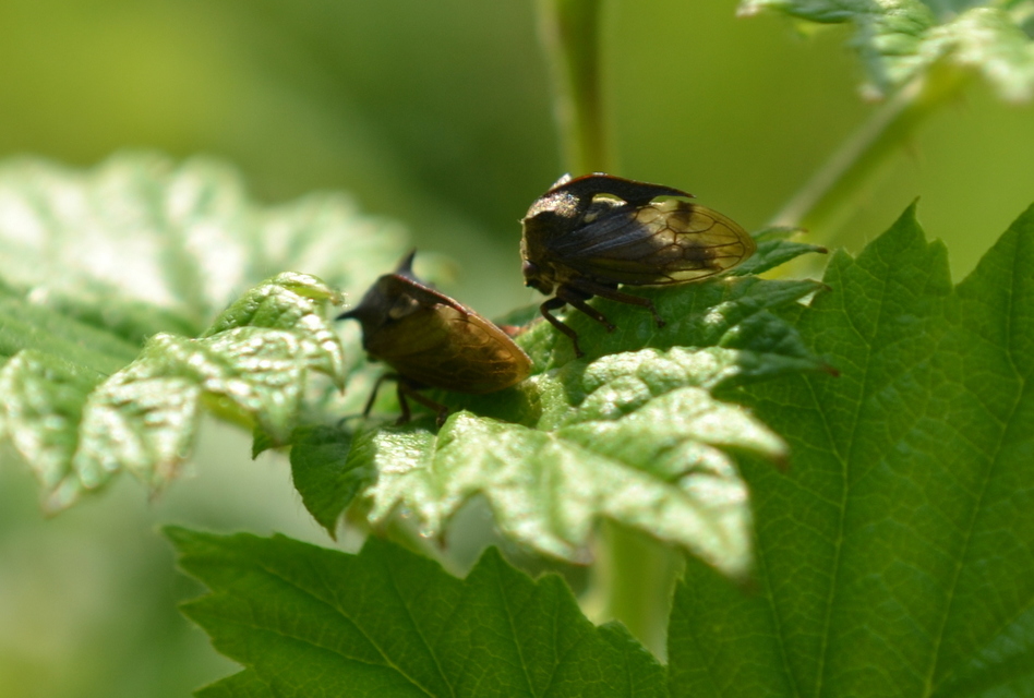 Centrotus cornutus - szarvaskabóca
