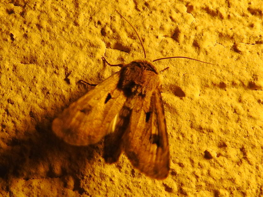 Agrotis exclamationis - felkiáltójeles földibagoly
