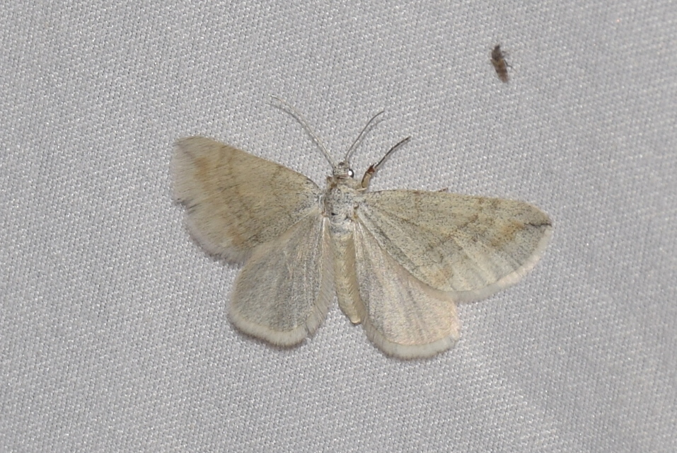 Lithostege griseata - szürke araszoló