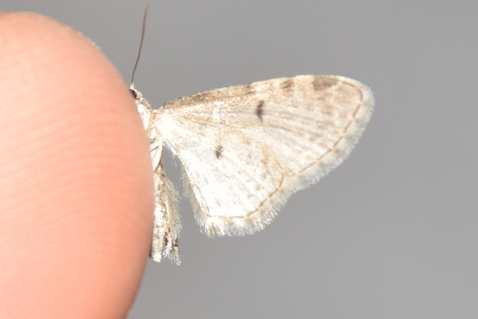 Eupithecia virgaureata - aranyvessző-törpearaszoló