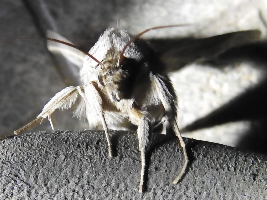 Cucullia