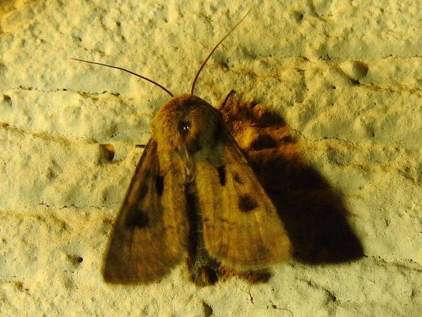 Agrotis exclamationis - felkiáltójeles földibagoly