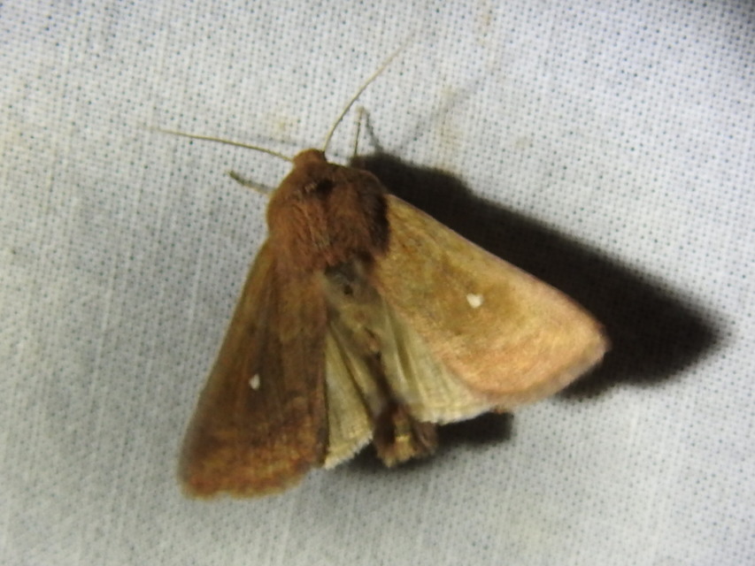 Mythimna albipuncta - fehérpettyes rétibagoly