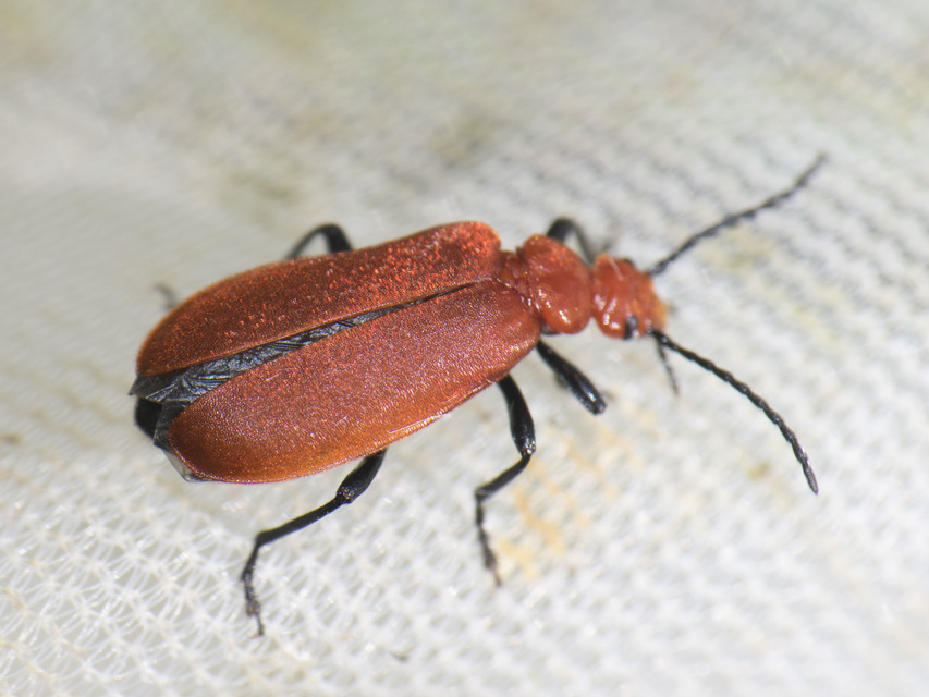 Pyrochroa serraticornis - közép-bíborbogár