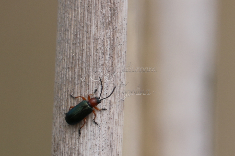 Oulema melanopus/duftschmidi