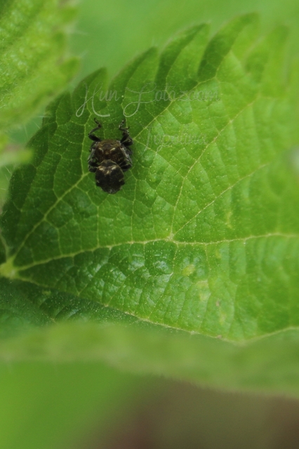 Nedyus quadrimaculatus - közönséges csalánormányos
