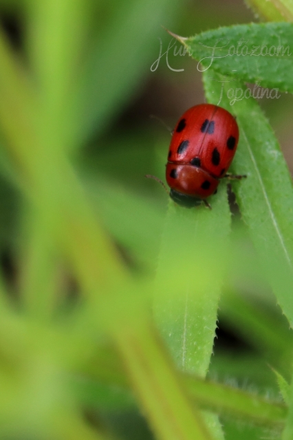 Gonioctena fornicata - közönséges lucernabogár