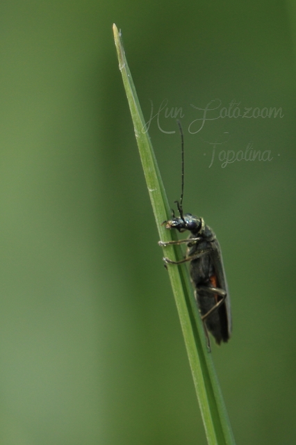 Oedemera