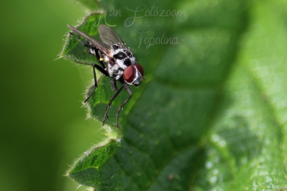 Anthomyia