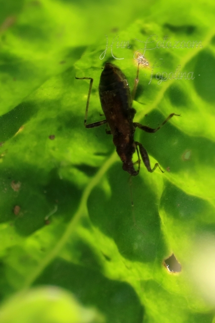 Himacerus mirmicoides - csalán-tolvajpoloska