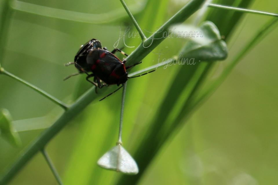 Eurydema oleracea - paréjpoloska Eurydema oleracea - paréjpoloska