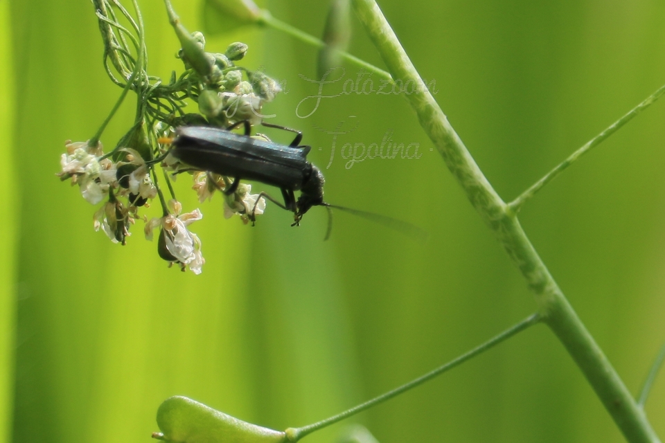 Oedemera