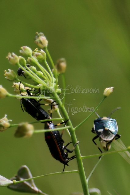 Eurydema oleracea - paréjpoloska Eurydema oleracea - paréjpoloska