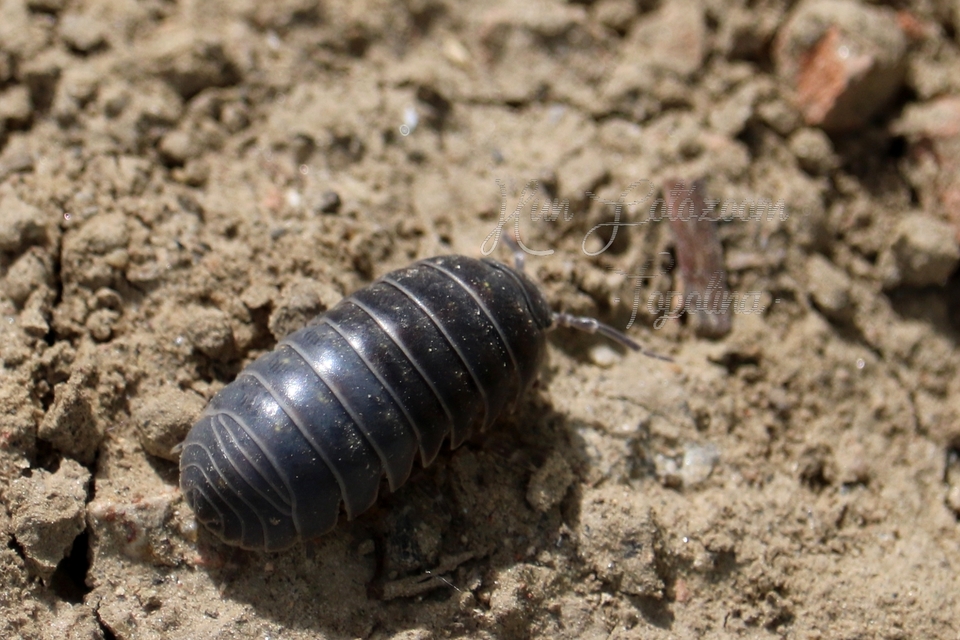 Armadillidium vulgare - szürke gömbászka