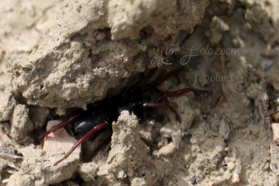Gnaphosidae - kövipókok