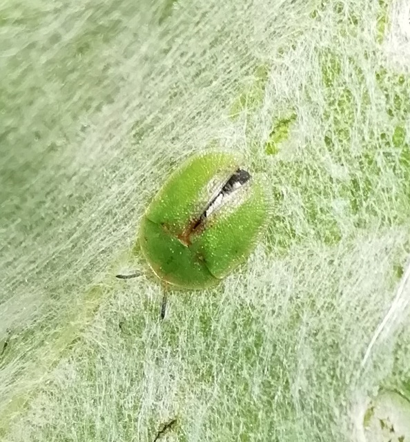 Cassida rubiginosa - lapos pajzsbogár Cassida rubiginosa - lapos pajzsbogár