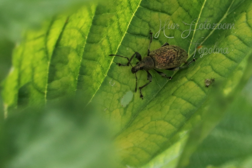 Phyllobius pomaceus - csalán-levélormányos
