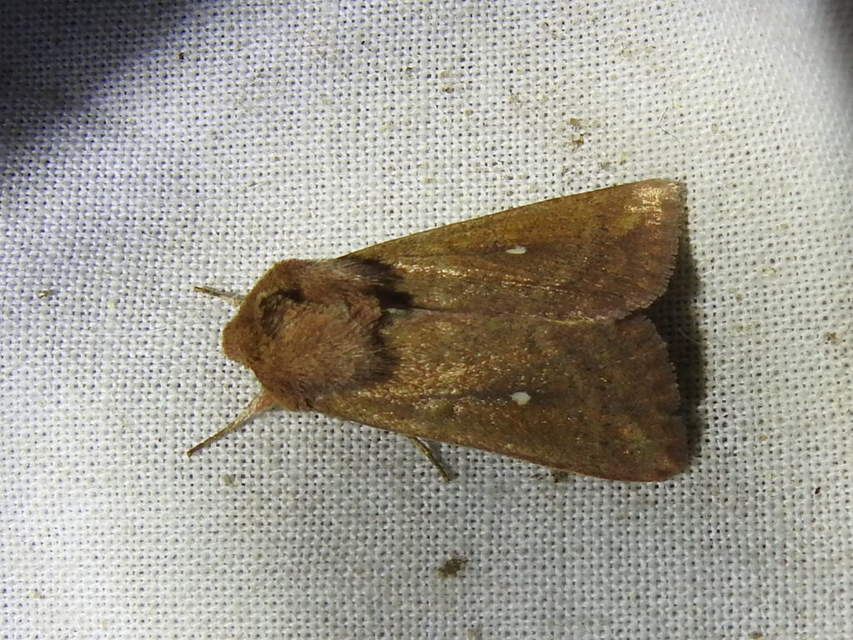 Mythimna albipuncta - fehérpettyes rétibagoly