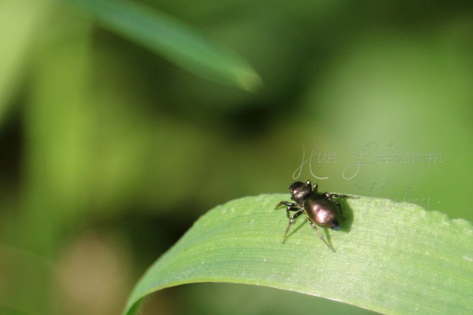 Heliophanus