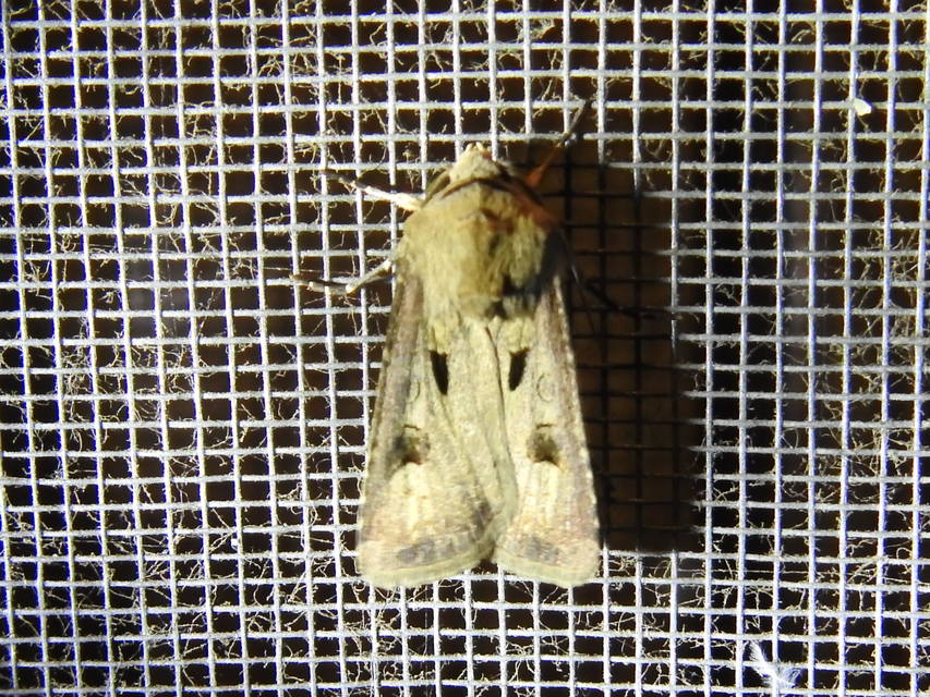 Agrotis exclamationis - felkiáltójeles földibagoly