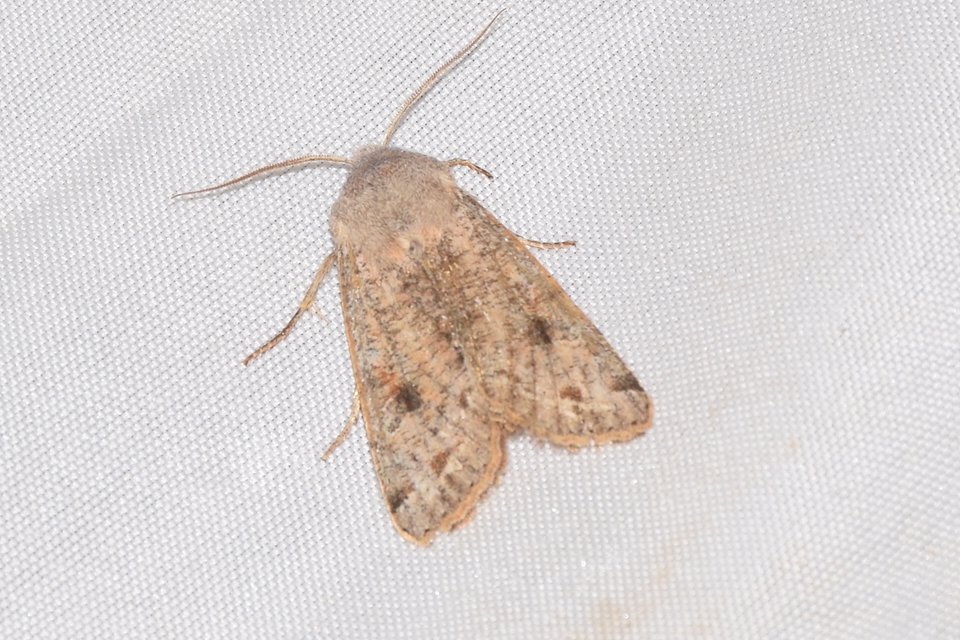 Orthosia incerta - változékony barkabagoly