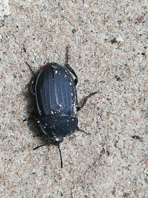 Silpha obscura - közönséges dögbogár