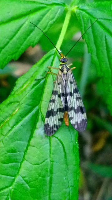 Panorpa vulgaris
