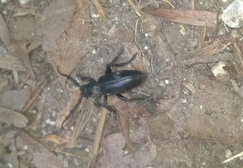 Dorcadion aethiops - fekete gyalogcincér