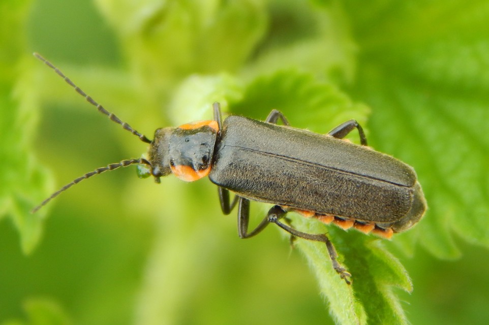 Cantharis