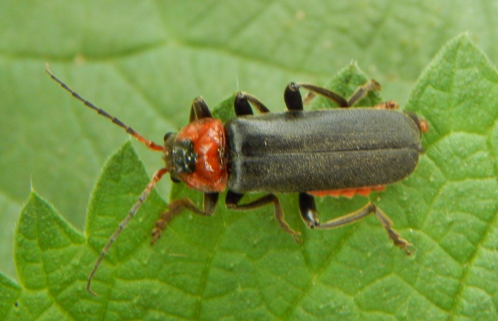 Cantharis fusca - közönséges lágybogár