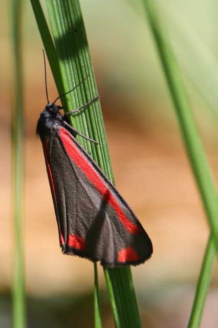 Tyria jacobaeae - jakabfű-medvelepke
